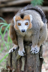 Crowned lemur