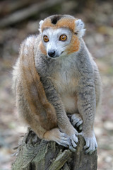 Crowned lemur