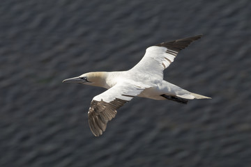 Northern gannet in flight