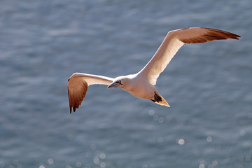 Northern gannet in flight