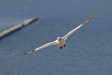 Northern gannet in flight