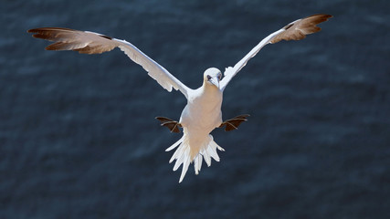 Northern gannet in flight