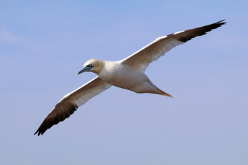 Northern gannet in flight