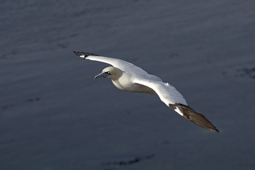 Northern gannet in flight