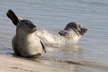 Earless seals