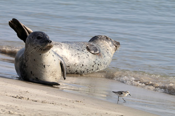 Earless seals