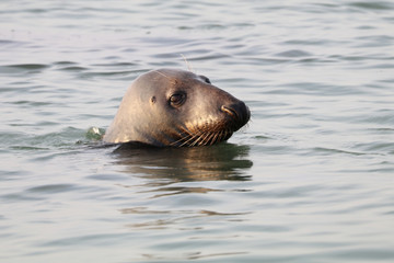 Obraz premium Grey Seal