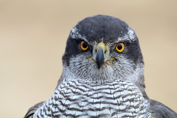 Accipiter gentilis