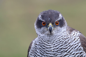 Accipiter gentilis