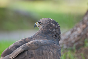 Buteo Buteo