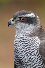 Accipiter gentilis