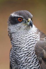 Accipiter gentilis