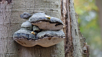 Fomes fomentarius