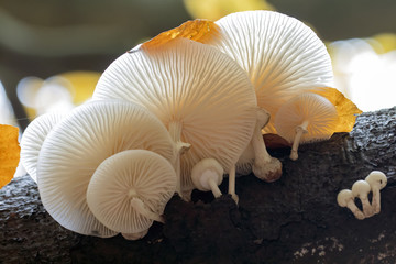 Porcelain Mushroom