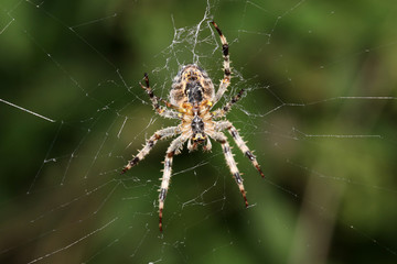 Cross spider