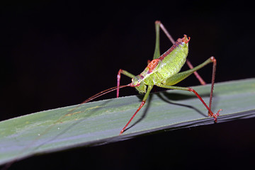 Grasshopper