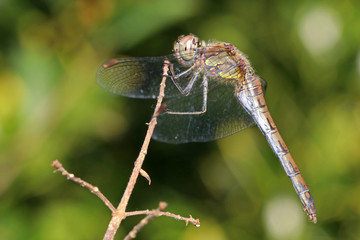 Darter