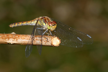Darter