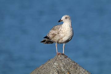 Seagull