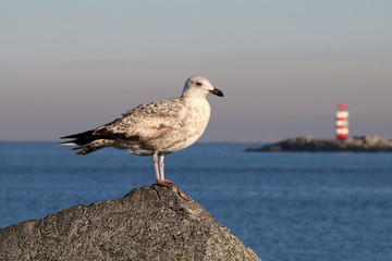 Seagull
