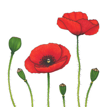 Markers red poppy isolated on white background illustration