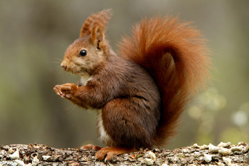 Red Squirrel. Sciurus vulgaris
