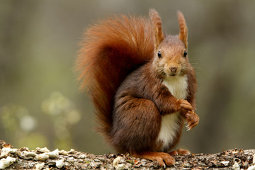 Red Squirrel. Sciurus vulgaris