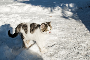 Young cat on snow surface in sunny day