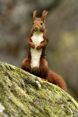 Red Squirrel. Sciurus vulgaris
