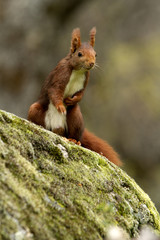 Red Squirrel. Sciurus vulgaris