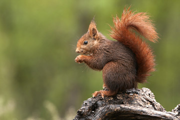 Naklejka na ściany i meble Red Squirrel. Sciurus vulgaris