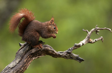 Red Squirrel. Sciurus vulgaris
