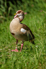 Posing goose