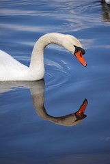 Fototapeta na wymiar Close-up of swan in Latvia, river Daugava