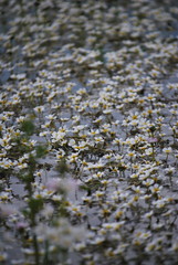 flowers in lake