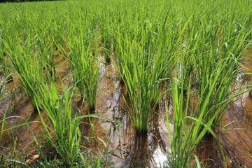 Rice growing