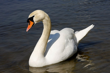 Obraz premium Schwan 