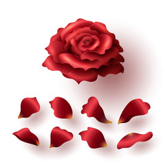 Realistic Glossy Red Blooming Rose and Petals Set