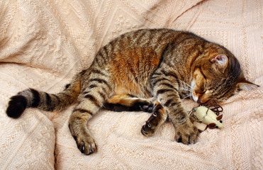 Beautiful big cat slept with a toy mouse