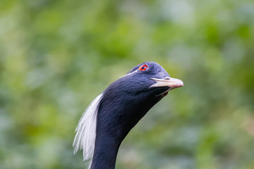 Grue demoiselle en gros plan