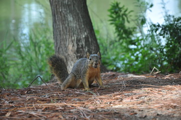 Little curious squirrel in the forest / park