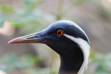 Grue demoiselle en gros plan