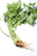  celery root on white background
