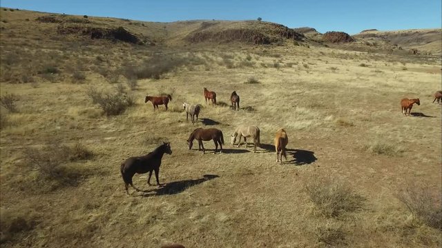 HORSES, COWS, AND SAND DUNES OF WEST TEXAS