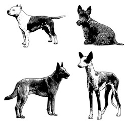 dog breeds sketch illustration - vector