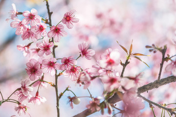 background nature Flower Valentine Prunus cerasoides