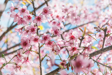 background nature Flower Valentine Prunus cerasoides