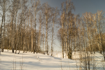 Winter landscape with birch by grove