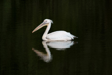 Pélican blanc