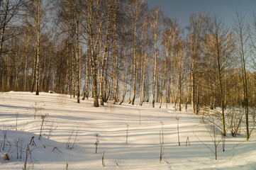Winter landscape with birch by grove